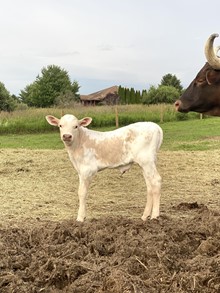 MP Dirty Outback Marttee X MP Rebel