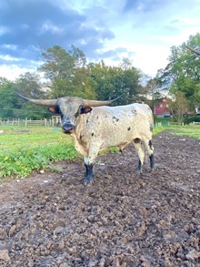 Blackeyed Peas X Dirty Blue Saddle