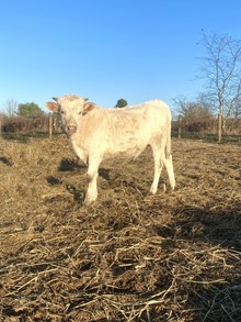 MP Dirty Outback Marttee X MP Rebel