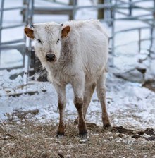 MP Cashin the Moon X MP Artic Grace