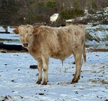 MP Rebel X Shot of Honey