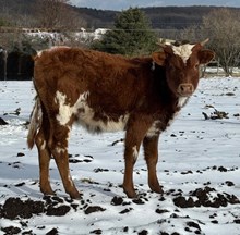 MP Rebel X Sittin Honey