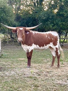 MP Star Light Cowgirl