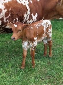 SHOCKING RUBY X GOLIATH