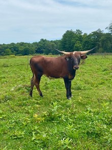 MP Fire Breeze X Dirty Blue Saddle