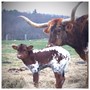 Newest heifer calf